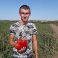 Менчул F1 насіння перцю солодкого (LibraSeeds)