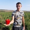Менчул F1 насіння перцю солодкого (LibraSeeds)