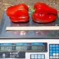 Менчул F1 насіння перцю солодкого (LibraSeeds)