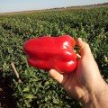 Менчул F1 насіння перцю солодкого (LibraSeeds)