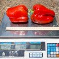 Менчул F1 насіння перцю солодкого (LibraSeeds)