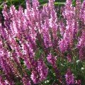 Мерло рожева (pink) насіння сальвії (Syngenta)