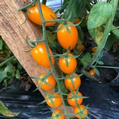 Миникин F1 семена дететерминантного томата (Lark Seeds)