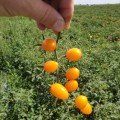 Мінікін F1 насіння дететермінантного томату (Lark Seeds)