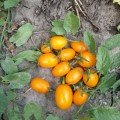 Мінікін F1 насіння дететермінантного томату (Lark Seeds)