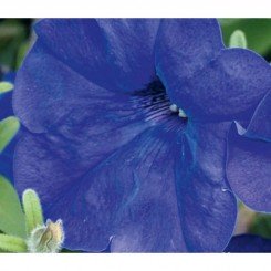 Мираж F1 синий (blue) семена петунии мультифлора (Pan American)