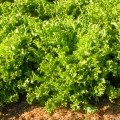 Мирне Organic насіння салатного цикорію тип Ендівій дражований (Enza Zaden/Vitalis)