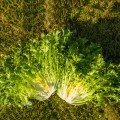 Мирне Organic насіння салатного цикорію тип Ендівій дражований (Enza Zaden/Vitalis)