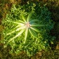 Мирне Organic насіння салатного цикорію тип Ендівій дражований (Enza Zaden/Vitalis)