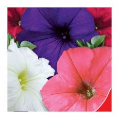 Моя королева F1 семена петунии (GL Seeds)