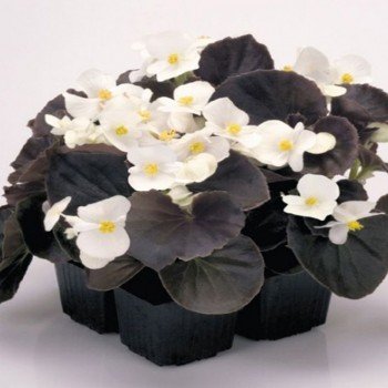 Найтлайф F1 біла (white) насіння бегонії (Benary)