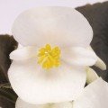 Найтлайф F1 біла (white) насіння бегонії (Benary)