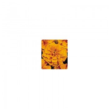 Наоми Orange семена бархатцев французских (Kitano Seeds)