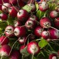 Ніколь (10,4 стандарт плюс) насіння редису (Lucky Seed)