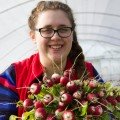 Ніколь (10,4 стандарт плюс) насіння редису (Lucky Seed)