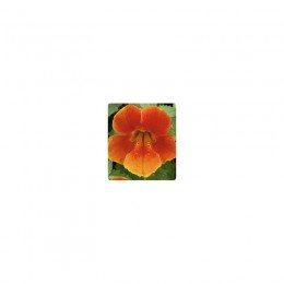 Окінава Orange (помаранчевий) насіння мімулюса великоквіткового (Kitano Seeds)