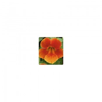 Окинава Orange (оранжевый) семян мимулюса крупноцветкового (Kitano Seeds)