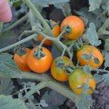 Оранж Олів F1 насіння помідора чері детермінантного (Lark Seeds)