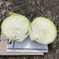 Орегон F1 насіння капусти білокачанної (Lark Seeds)