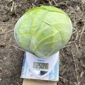 Орегон F1 насіння капусти білокачанної (Lark Seeds)