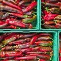 Палермо F1 насіння перцю солодкого (Rijk Zwaan)