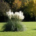 Кортадерія Пампаське Перо біла (white) насіння кортадерії (W.Legutko)