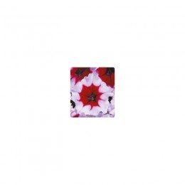 Пандора Burgundy Frost семена петунии многоцветковой (Kitano Seeds)
