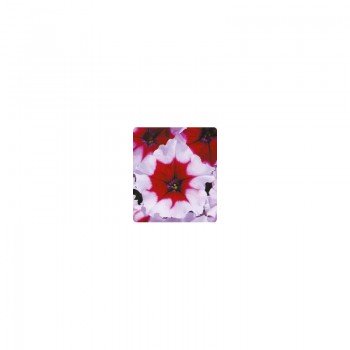 Пандора Burgundy Frost семена петунии многоцветковой (Kitano Seeds)