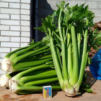 Паскаль Гігант насіння селери черешкового (Semo)
