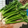 Паскаль Гігант насіння селери черешкового (Semo)