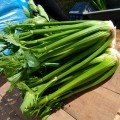 Паскаль Гігант насіння селери черешкового (Semo)