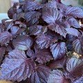 Поруччя овочеві Шисо насіння мікрозелене (Agrocity)