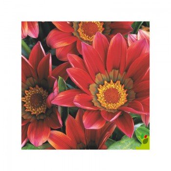 Пілігрим Скарлет (Piligrim Scarlet) насіння Газанії F1 (Gazania F1) (Kitano Seeds)