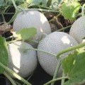 PL 9100 F1 насіння дині (Ergon Seeds)