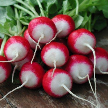 Полонезу (Дуо) насіння редису (Moravoseed)