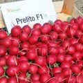 Преліт F1 насіння редису 20-22 дн. (Hazera)