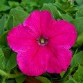 Прісм Брайт Роуз F1 (Bright Rose) насіння петунії грандіфлора дражоване (Floranova)