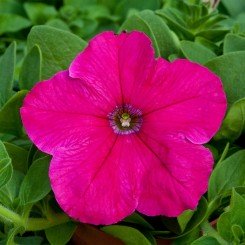 Присм Брайт Роуз F1 (Bright Rose) семена петунии грандифлора дражированная (Floranova)