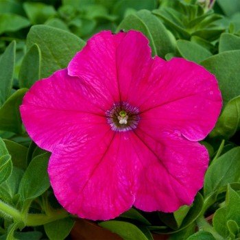 Прісм Брайт Роуз F1 (Bright Rose) насіння петунії грандіфлора дражоване (Floranova)