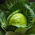 Продикос F1 семена капусты белокочанной (Syngenta)
