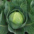 Продікос F1 насіння капусти білокачанної (Syngenta)
