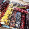 Різнокольорова насіння кукурудзи солодкої