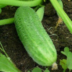 Мальчики из грядки F1 семена огурца пчелоопыляемого (GL Seeds)