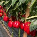 Ред Дир F1 семена сладкого перца тип Блочный среднего 300-350 гр. зел./июнь. (Clause)