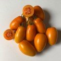 Ремембе F1 семена помидора индетерминантного (Lark Seeds)