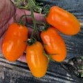 Ремембе F1 семена помидора индетерминантного (Lark Seeds)