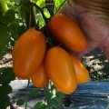Ремембе F1 насіння помідора індетермінантного (Lark Seeds)