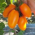 Ремембе F1 насіння помідора індетермінантного (Lark Seeds)