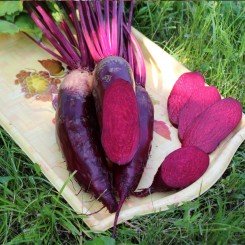 Ренове насіння буряка столового (Semo)