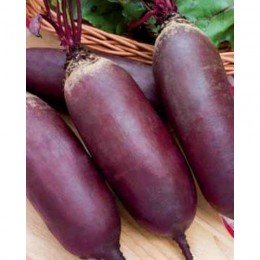 Реваль насіння буряка столового (GL Seeds)